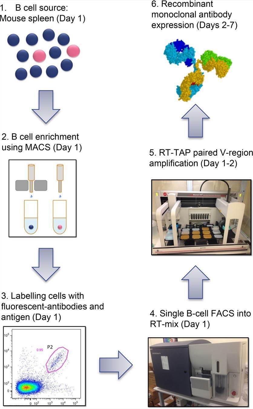 Single-B cell sorting protocol for antibody discovery. (Starkie, et al., 2016)