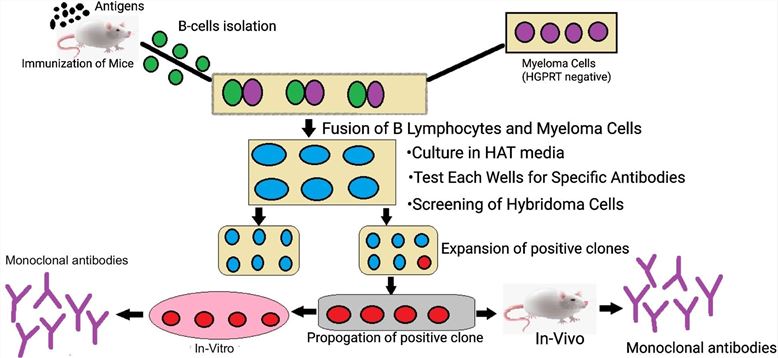 Monoclonal antibodies production. (Mitra, et al., 2021)