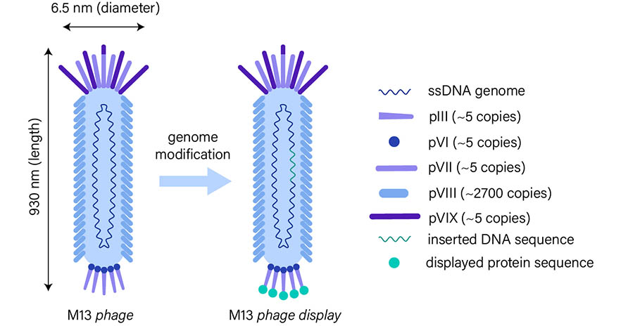 M13 phage. (Creative Biolabs Original)