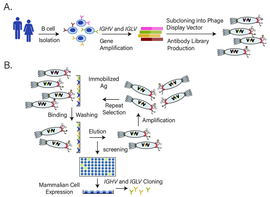 Phage antibody library production. (Creative Biolabs Original)