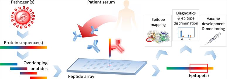 Peptide microarray experiment. (Heiss, et al., 2020)