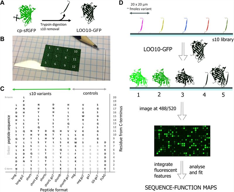 High density peptide array experimental setup. (Antonescu, et al., 2021)