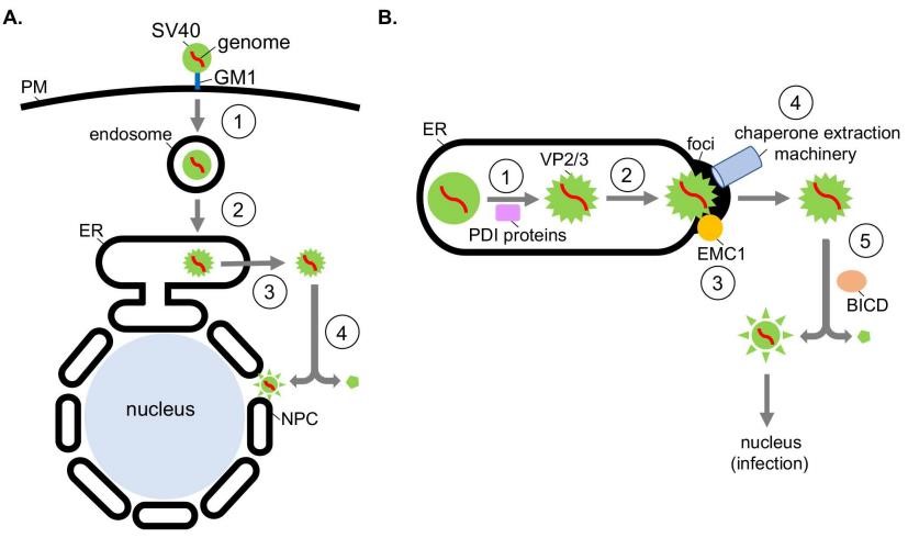 Utilizing ER and cytosolic chaperones in SV40 ER escape and disassembly. (Speckhart, et al., 2021)