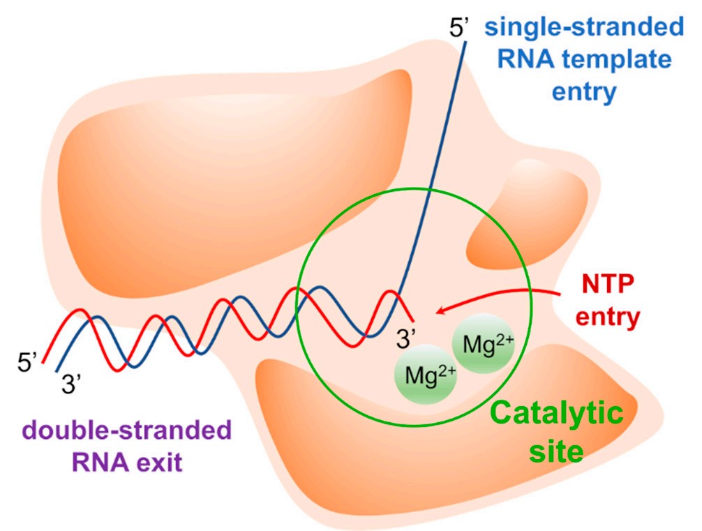 Graphical depiction of RNA-dependent RNA polymerase (RdRp). (Picarazzi, et al., 2020)