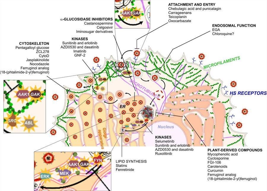 Key factors for RNA virus entry and propagation. (Roa-Linares, et al., 2023)