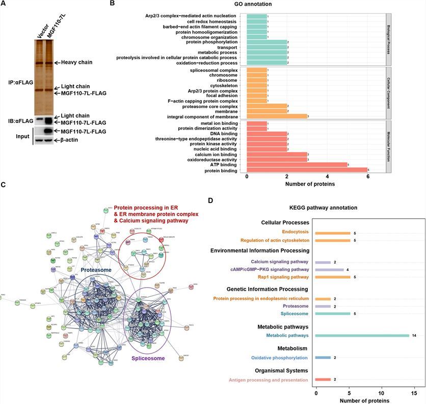 Proteomics of ASFV MGF110-7L-host interactome. (Zhong, et al., 2022)