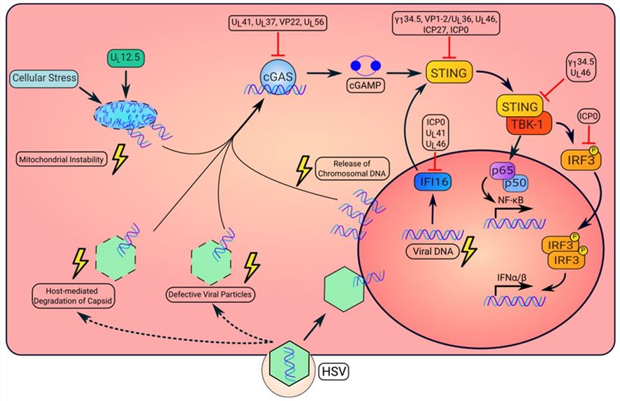 HSV modulation of the STING pathway. (Krawczyk, et al., 2023)