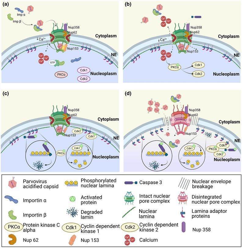 Entry via enhanced nuclear envelope permeability. (Mattola, et al., 2022)