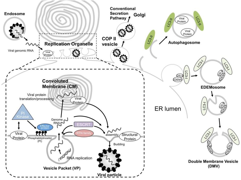 Fig. 1 Positive-sense single-stranded RNA viruses replication. (Arakawa, et al., 2019)