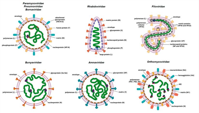 Fig. 1 (-) ss-RNA viruses virion structures. (Šantak, et al., 2022)