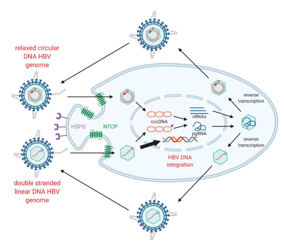 Fig. 1 Illustration of HBV replication. (Tu, et al., 2021)