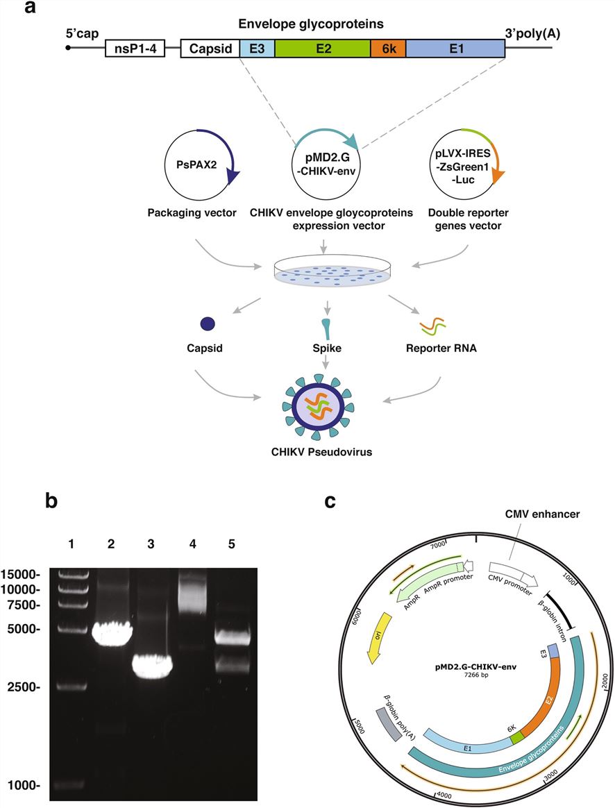 CHIKV pseudovirus. (Su, et al., 2022)