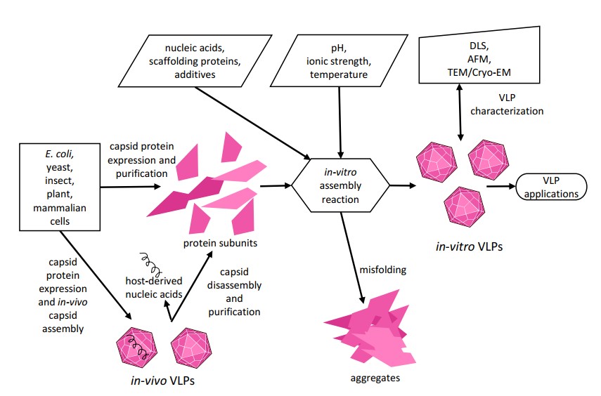 VLP assembly. (Le, et al., 2021)