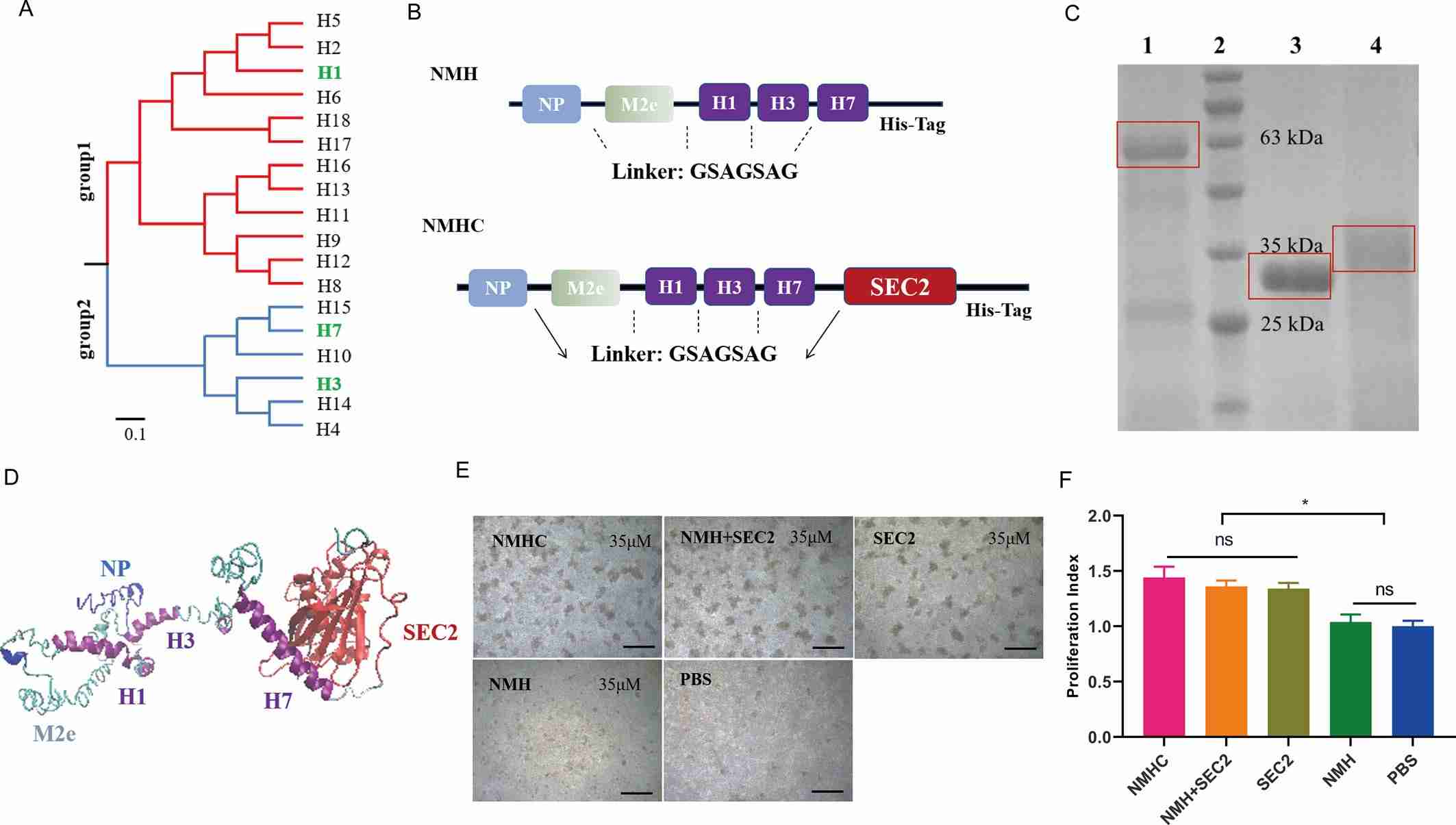 Recombinant protein NMHC. (Li, et al., 2021)