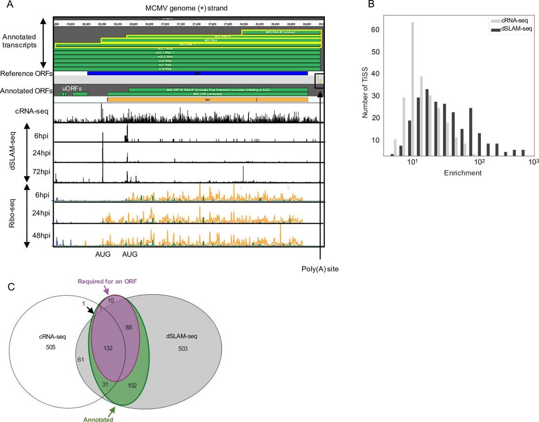  Murine cytomegalovirus transcriptome. (Lodha, et al., 2023)