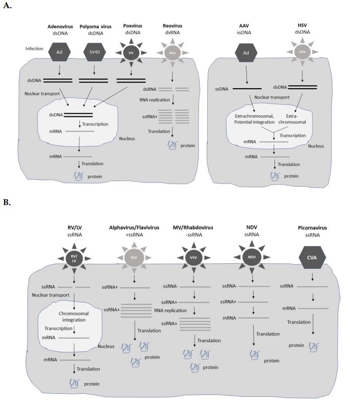 Fig. 1 Illustration of viral vector expression. (Lundstrom, et al., 2023)