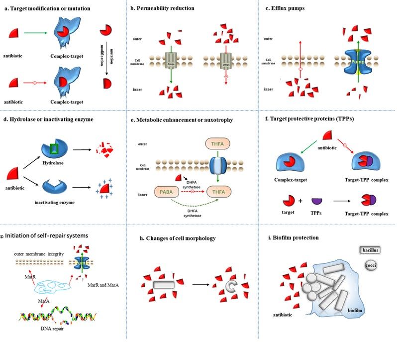 Fig. 1 Illustrate bacteria resistance mechanism. (Zhang, et al., 2022)