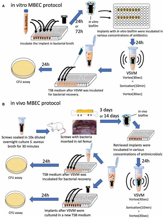 Fig. 1 MBEC assay procedure. (Okae, 2022)