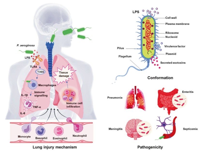 Fig. 1 Illustration of Pseudomonas aeruginosa pathogenesis. (Qin, et al., 2022)