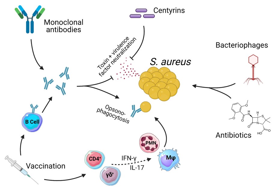 Fig. 1 Targeting Staphylococcus aureus. (Clegg, et al., 2021)