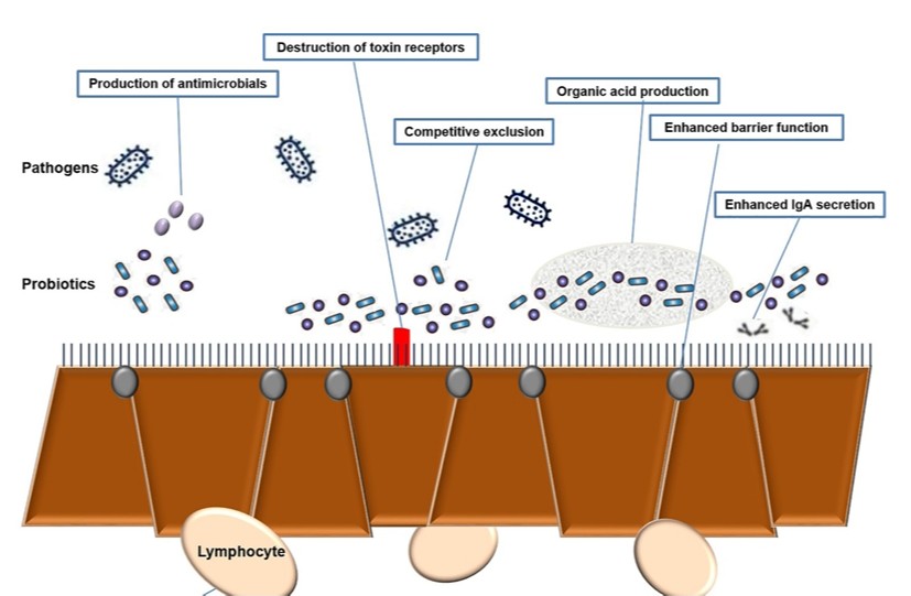 Fig.1 Probiotics towards E. coli interactions. (Hwang, et al., 2021)