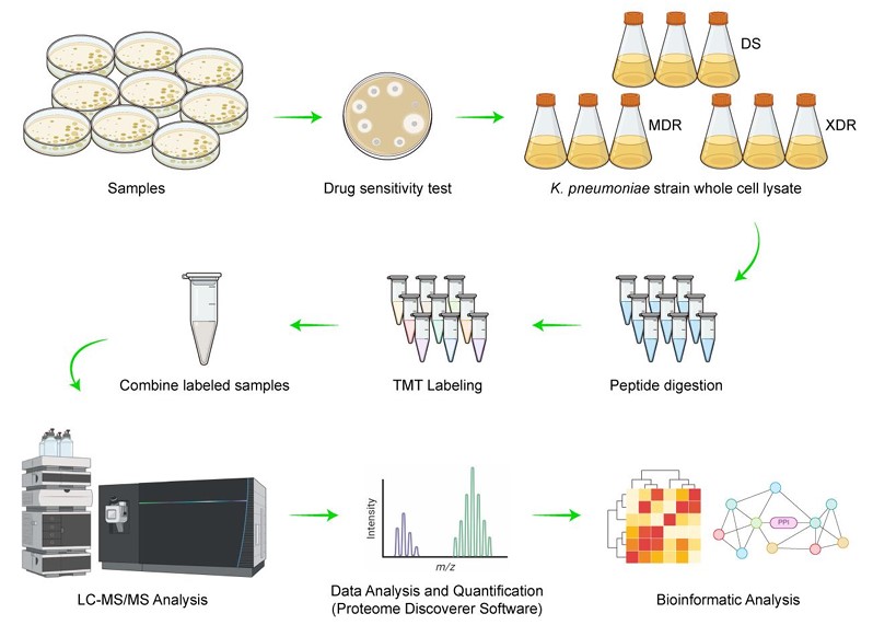 Fig. 1 Klebsiella quantitative proteomic analysis. (Hao, et al., 2022)