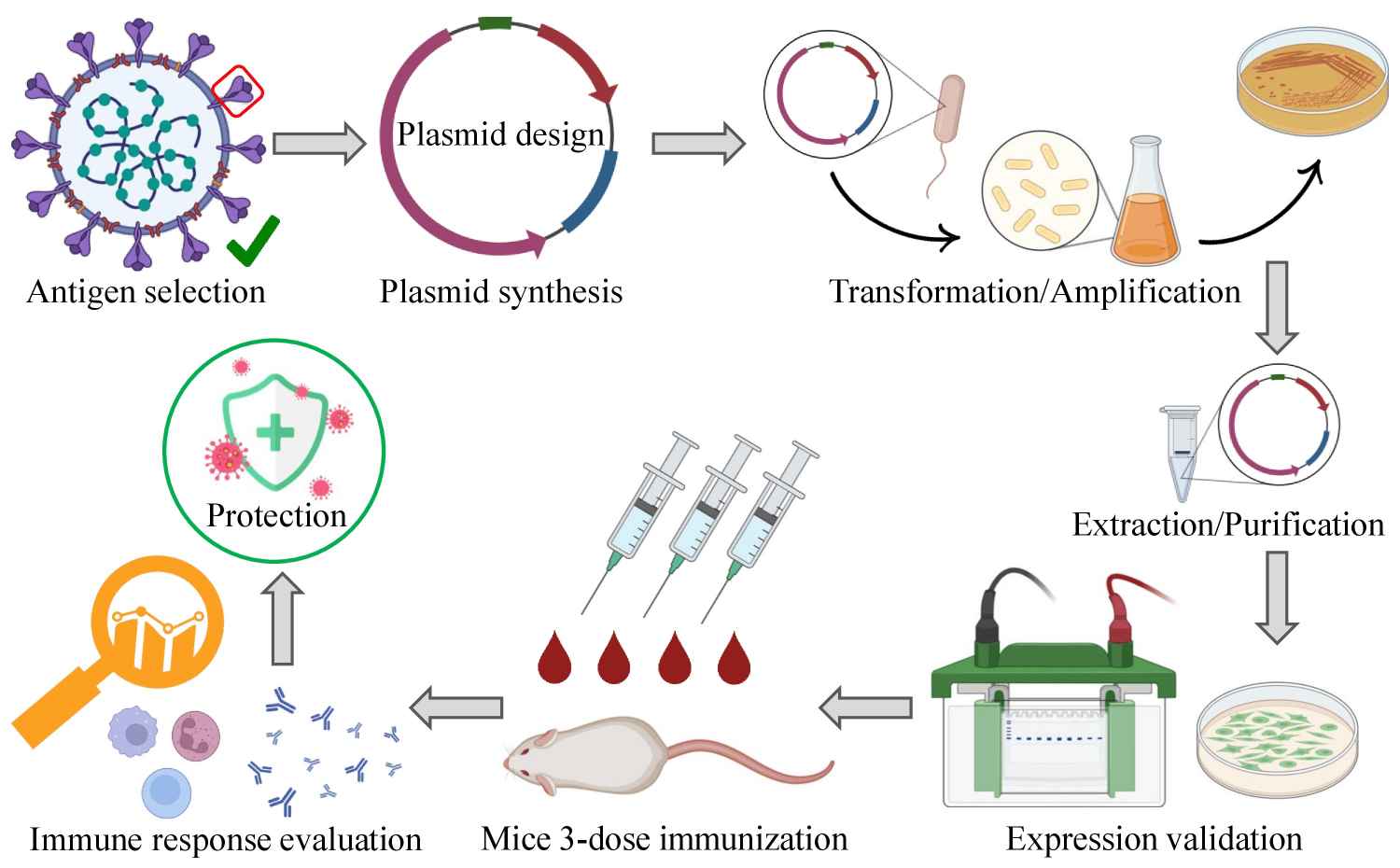 Fig. 1 DNA vaccine design and analysis. (Wang, et al., 2022)