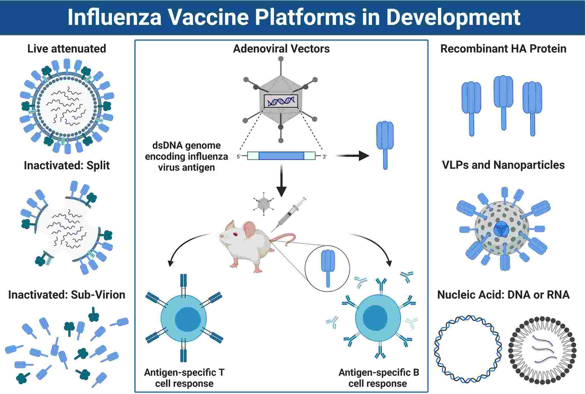 Influenza vaccine development. (Kerstetter, et al., 2020)