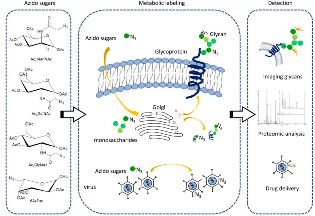 Fig.1 Different types of unnatural monosaccharides residues can incorporate into glycoconjugates through cells’ or virus’ own biosynthetic machinery. (Zhang, et al., 2013)