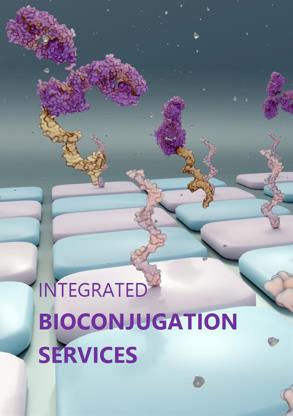 Fig.1 Creative Biolabs integrated bioconjugation services. (Creative Biolabs Original)