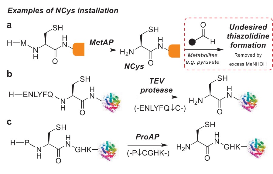 Fig.1 Methods of inserting NCys into the target protein. (Spears & Chudasama, 2023)