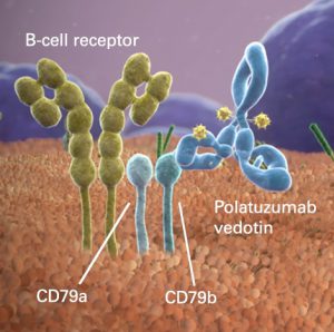 ADC-Polatuzumab Vedotin Targeting CD79b Has Been Prioritized By FDA In ...