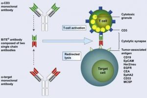 The World’s First-and-Only Bispecific T Cell Engager Immunotherapy ...