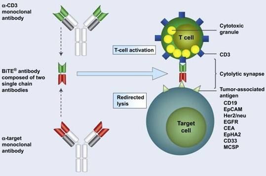 The World’s First And Only Bispecific T Cell Engager Immunotherapy Approved In Japan Creative