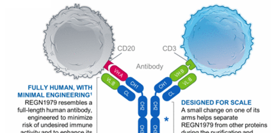 REGN1979 – Creative Biolabs Bispecific Antibody Blog