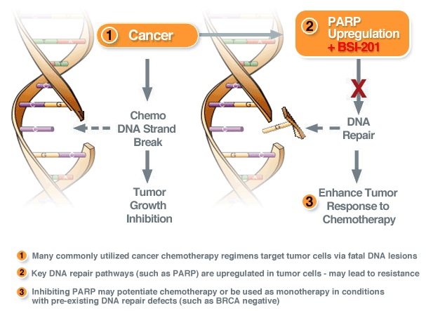 Parp inhibitor pancreatic cancer