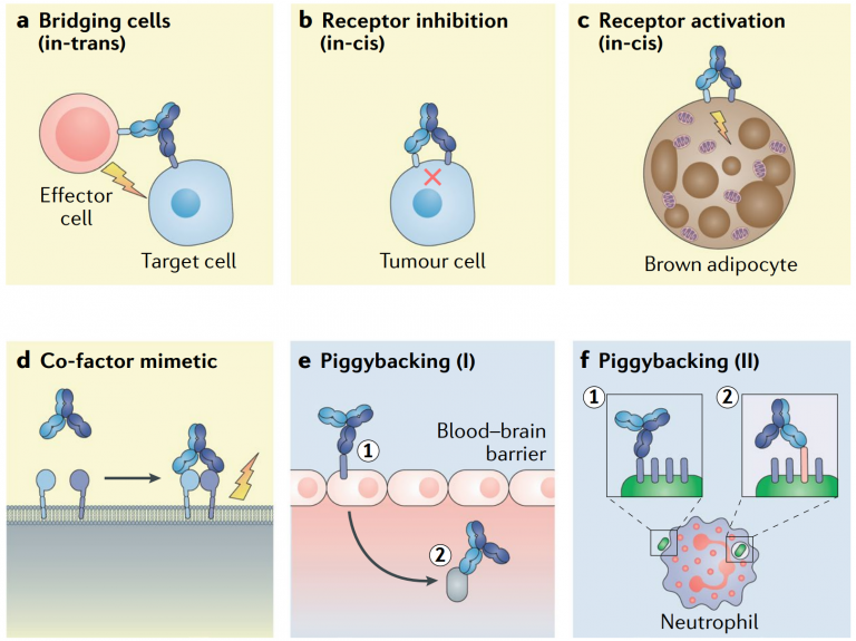 Overview Of Bispecific Antibody Drug Technology (Part I) – Creative ...