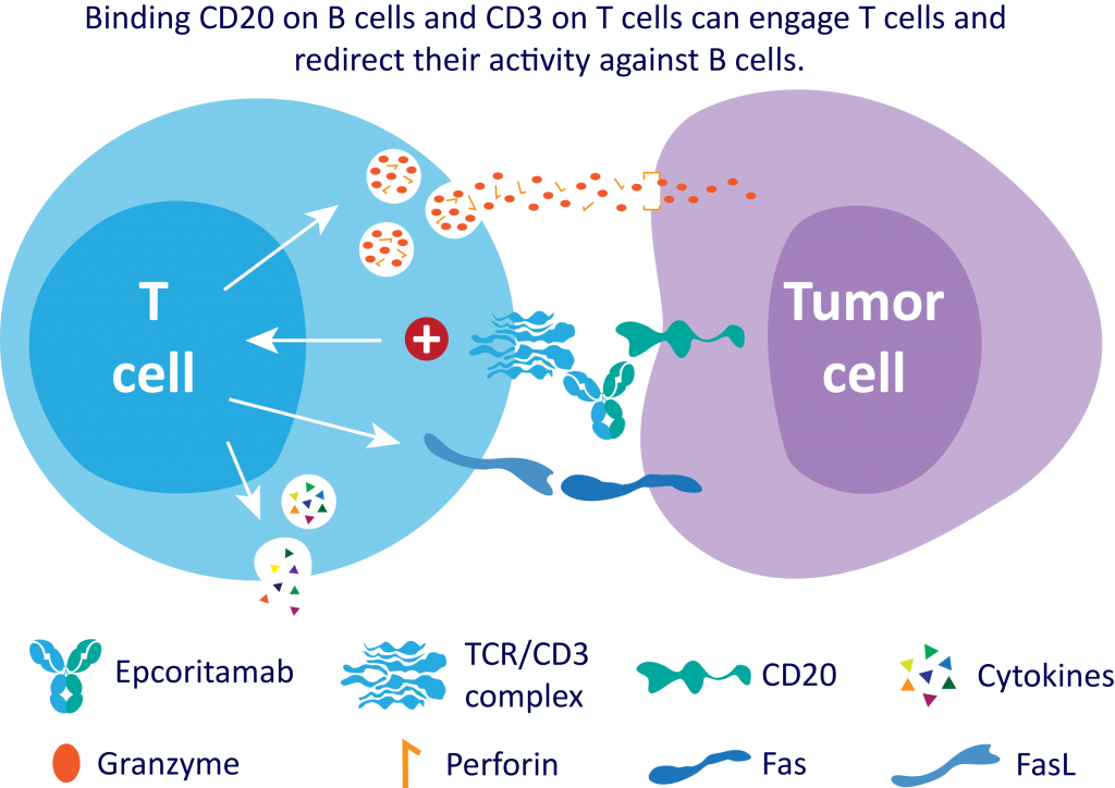 Bispecific Antibody Research Update: Epcoritamab Receives FDA Priority ...