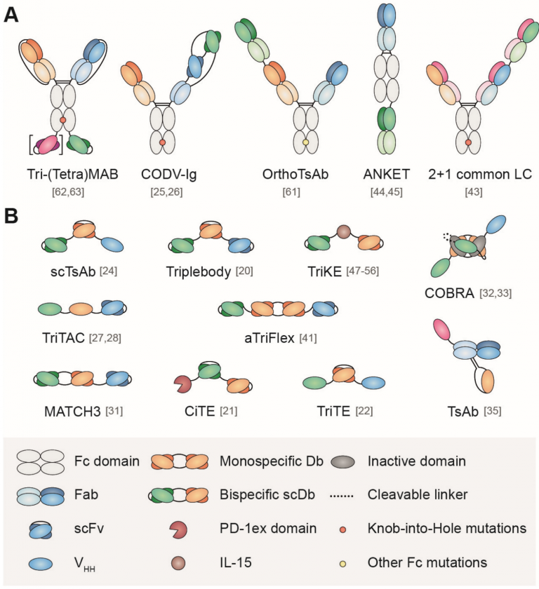 Multispecific Antibodies Enhance The Effectiveness Of Cancer   Fig1 768x840 