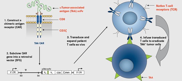 November 2017 – Page 2 – Creative Biolabs CAR-T Blog