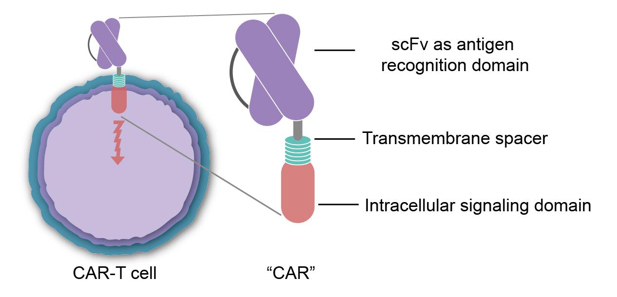 What Is the Important Role of the Transmembrane Spacer Domain in CAR ...