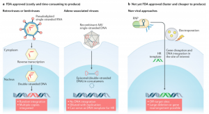 The Future of Regulatory T Cell (Treg) Therapy: CAR-Treg – Creative ...