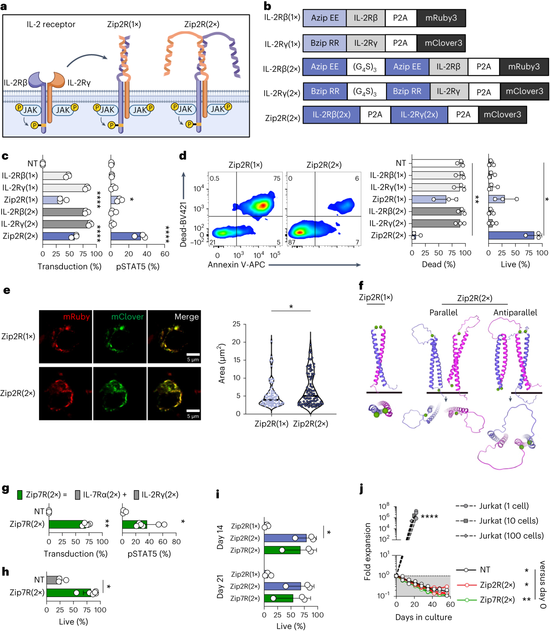 Enhancing CAR-T Cell Therapy: Modular Cytokine Receptors Boost Anti ...