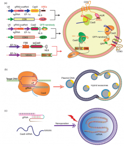 Exosomes Deliver Gene Vectors for Gene Therapy – Creative Biolabs ...