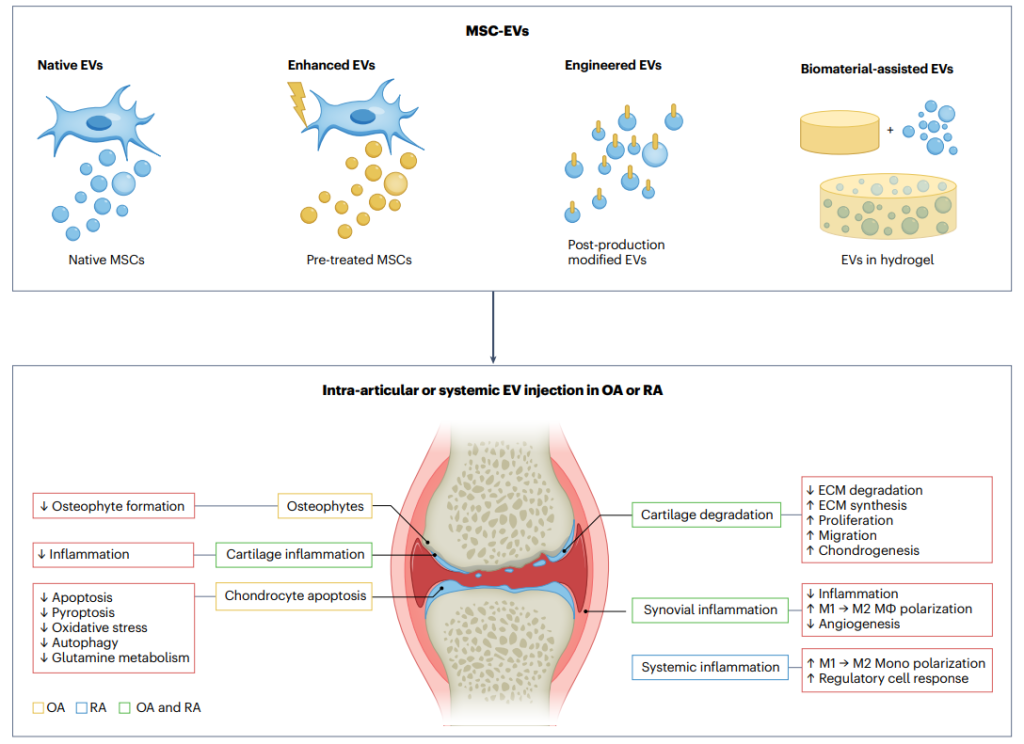 Therapeutic Potential in Rheumatic Diseases of Extracellular Vesicles ...