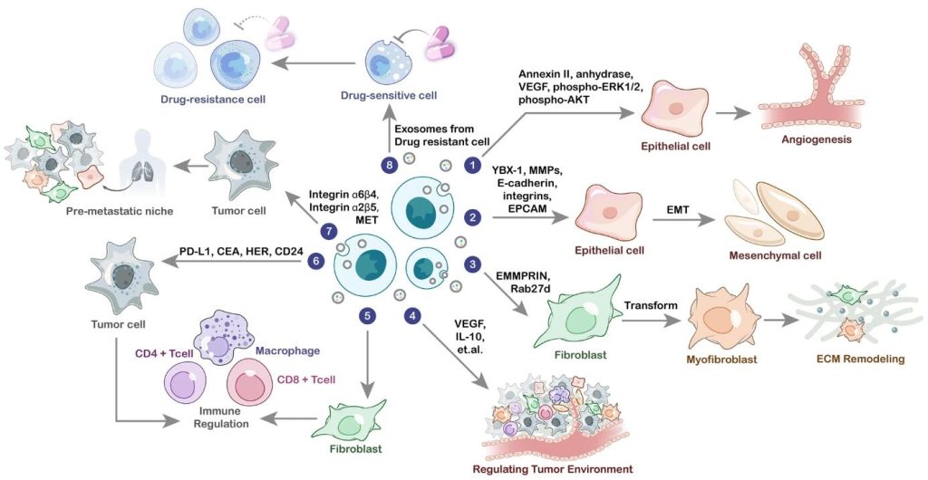 The Role Of Exosomal Proteins In Cancer Diagnosis, Prognosis And 