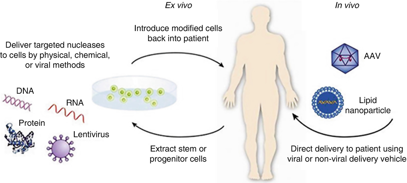 Global Gene Therapy Market: Present And Forecast – Creative Biolabs 