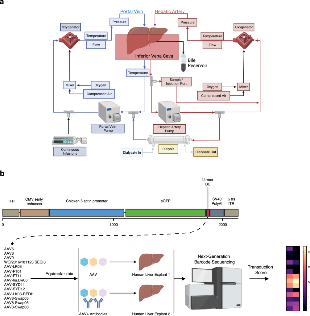 Revolutionizing Gene Therapy: Human Liver Model Advances Preclinical ...