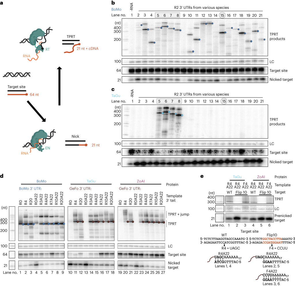 PRINT: Enhancing Gene Therapy With Precision Retrotransposon Insertion ...