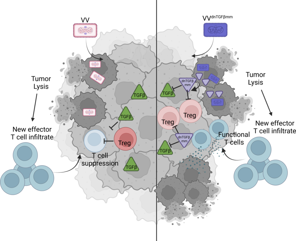 Oncolytic Viruses Can Induce A “Cold” Tumor To Heat Up And Improve The ...